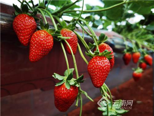 水莓100国产免费,国产手机新势力崛起